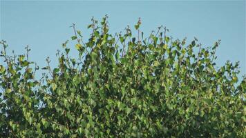 Foliage movement slow motion video