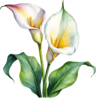 AI generated Watercolor painting of a Calla Lily flower. png