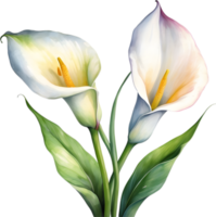 ai generiert Aquarell Gemälde von ein Calla Lilie Blume. png