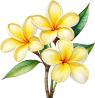 ai generiert Aquarell Gemälde von ein Frangipani Blume. png