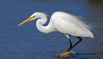 AI generated Great White Egret bird Stock Photo,Egret bird photography.Wildlife Photography, photo