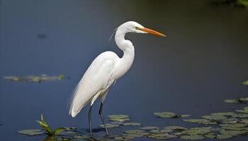 AI generated Great White Egret bird Stock Photo,Egret bird photography.Wildlife Photography, photo