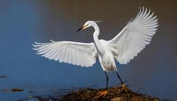 AI generated Great White Egret bird Stock Photo,Egret bird photography.Wildlife Photography, photo