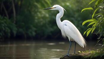 AI generated Great White Egret bird Stock Photo,Egret bird photography.Wildlife Photography, photo