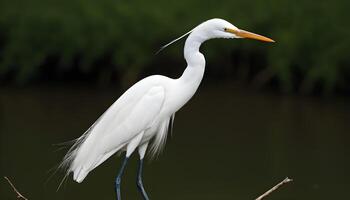 AI generated Great White Egret bird Stock Photo,Egret bird photography.Wildlife Photography, photo