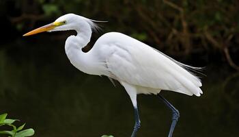 AI generated Great White Egret bird Stock Photo,Egret bird photography.Wildlife Photography, photo