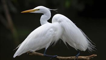 AI generated Great White Egret bird Stock Photo,Egret bird photography.Wildlife Photography, photo