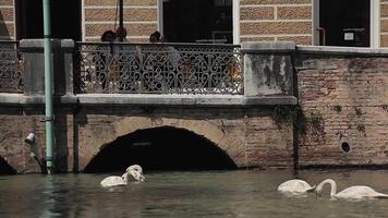 treviso Italia 14 agosto 2020 isola della pescheria en treviso en Italia con cisnes video