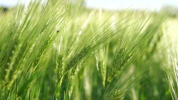 tramonto Grano campo. verde Grano germogli su un' campo nel il raggi di tramonto, con giovane spara a primavera. concetto di Grano agricoltura, agricoltura e biologico eco-bio cibo produzione video