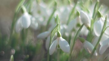 bucaneve, fiore, primavera. bianca bucaneve fioritura nel giardino, presto molla, segnalazione fine di inverno. lento movimento, vicino su, morbido messa a fuoco video