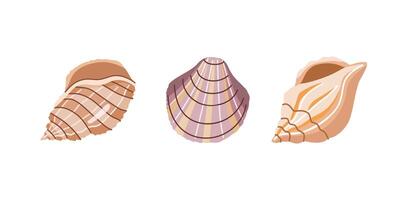 Sea shells vector set, mollusks. Flat illustration of various seashells on white background. Collection for stickers..