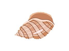 Sea shells vector illustration, mollusks. Flat illustration of seashell on white background. Ocean element for stickers.