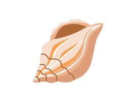 Sea shells vector illustration, mollusks. Flat illustration of seashell on white background. Ocean element for stickers.