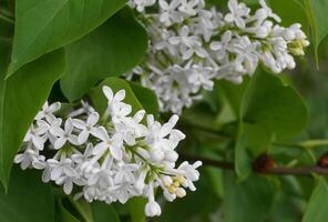 The Common White Lilac is an ornamental shrub with stunning flowers of intoxicatingly fragrant flowers close up. photo