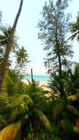 Drone flying close to towerting coconut palm trees and over white sand beach. video