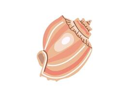 Sea shells vector illustration, mollusks. Flat illustration of seashell on white background. Ocean element for stickers.