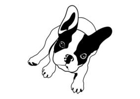 Cute Two Tone Frenchie's sit down and just look at you in black and White vector