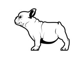 A Cute Chubby Frenchie. French bulldog puppy is standing on the floor in side view vector