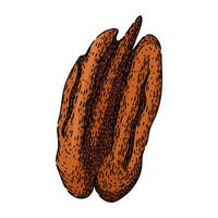 pea pecan nut sketch hand drawn vector