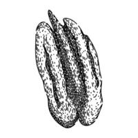 pea pecan nut sketch hand drawn vector