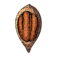 shell pecan nut sketch hand drawn vector