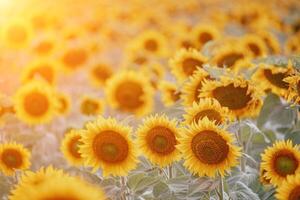 brillante girasol flor. de cerca de un girasol en lleno floración, creando un natural resumen antecedentes. verano tiempo. campo de girasoles en el calentar ligero de el ajuste Dom. helianthus anual. foto