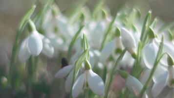 Snowdrops, flower, spring. White snowdrops bloom in garden, early spring, signaling end of winter. video