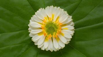 AI generated Stevia flower, natural sugar substitute, isolated over white background photo