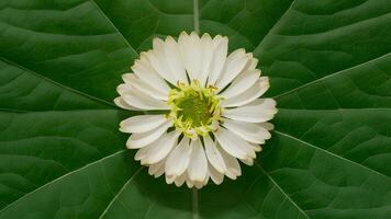 AI generated Stevia flower, natural sugar substitute, isolated over white background photo