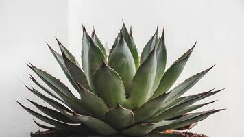 ai generado suculento agave planta exhibido en contra prístino blanco fondo foto