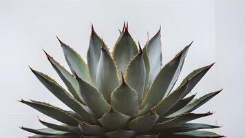 ai generado suculento agave planta exhibido en contra prístino blanco fondo foto