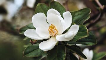 ai generado blanco del Sur magnolia florecer, Luisiana estado flor, grandiflor foto