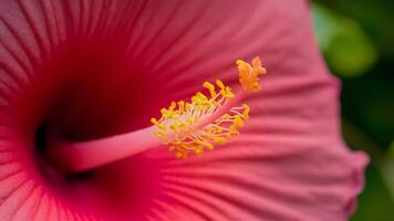 ai generado detalles de hibisco flor estigma y polen en macro ver foto