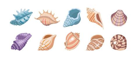 Sea shells vector set, mollusks. Flat illustration of various seashells on white background. Collection for stickers.