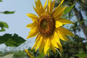 a sunflower with a yellow flower and leaves background photo