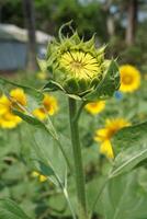 Beautiful young sunflower in a natural background, the center of a growing unrevealed flower, photo