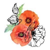 Hand drawn watercolor botanical illustration flowers leaves. Red poppy papaver, stems buds seedpods. Field bouquet isolated on white background. Design wedding, love cards, remembrance day stationery vector