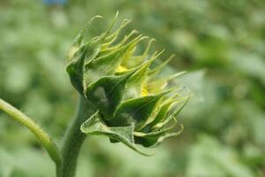 Beautiful young sunflower in a natural background, the center of a growing unrevealed flower, photo