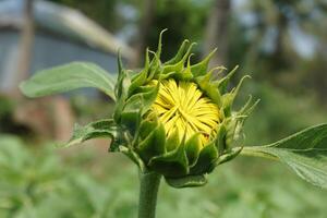 Beautiful young sunflower in a natural background, the center of a growing unrevealed flower, photo