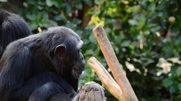 común chimpancé en un árbol bostezando demostración todas su dientes - pan trogloditas video