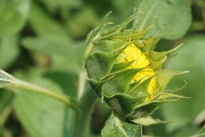 Beautiful young sunflower in a natural background, the center of a growing unrevealed flower, photo