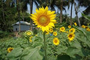 a sunflower with a yellow flower and leaves background photo