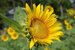 un girasol con un amarillo flor y hojas foto