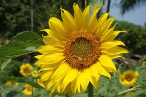 a sunflower with a yellow flower and leaves photo