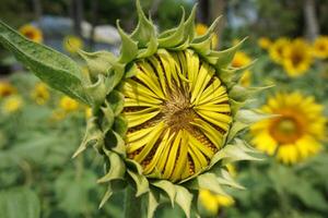 Beautiful young sunflower in a natural background, the center of a growing unrevealed flower, photo