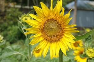 un girasol con un amarillo flor y hojas foto