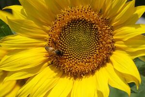 un girasol en un campo de verde hojas antecedentes foto