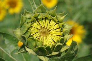 Beautiful young sunflower in a natural background, the center of a growing unrevealed flower, photo