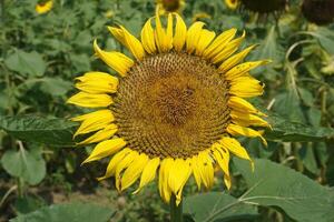 a sunflower in a field of green leaves background photo