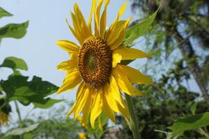 un girasol en un campo de verde hojas antecedentes foto